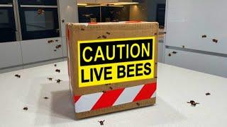 So, Onett sent me this box of bees...