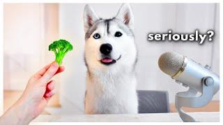 Funny Husky Reviews Food | Skaya Taste Test (SKAYASMR)