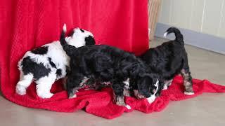 Mini Bernedoodle Puppies For Sale