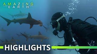 Amazing Earth: Jeru Cajapin’s daring shark diving experiences in Japan and Maldives!