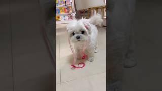 사랑의 꿍츄핑