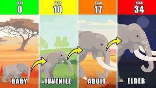 Elephant Life | Animal Animation