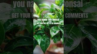  FREE BONSAI GIFT TO ALL OUR VIEWERS. #bonsai #bonsaitree #garden #gardening