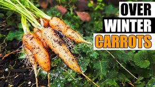 Overwintering Carrots - Garden Quickie Episode 226