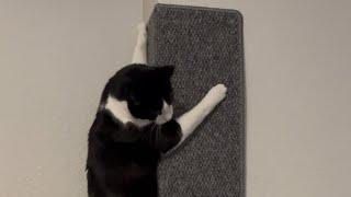 Tuxedo cat loves his new climbing wall! 