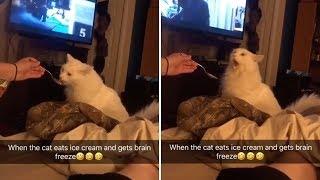 Cat Gets Brain Freeze Whilst Eating Ice Cream