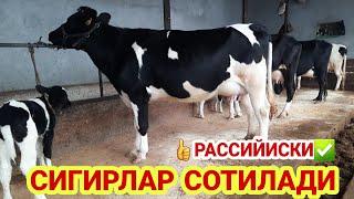 СУТИ КУП РАССИЙИСКИ ОЛА СИГИРЛАР️+998 91 398 37 07 ️+998 90 230 71 77 2 декабря 2022 г НАРХИ