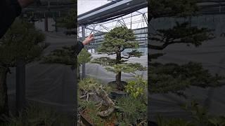 Кедр в культуре бонсай, Крым @Studio.Bonsai #бонсай #кедр