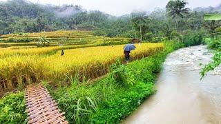 SUASANA SORE YANG TENANG, TURUN HUJAN DAN KABUT DI KAMPUNG NAMBAH BETAH, PEDESAAN SUNDA JAWA BARAT