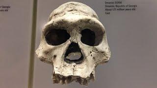 Homo Sapiens: The Dazzling Rise Of Our Species | Documentary