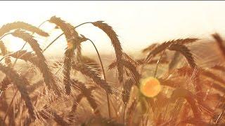 Golden Wheat Blowing in the Wind - Royalty Free HD Video Stock Footage