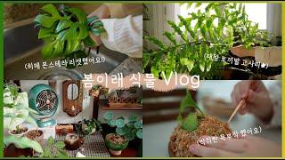Plant Vlog 🪴Trim ferns that have grown too large 'Platycerium' planted in a tree!