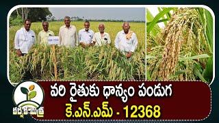 కె.ఎన్.ఎమ్ 12368 వరి రకంతో రైతుకు దిగుబడి పండుగ | KNM 12368 New Best Paddy Variety | Karshaka Mitra