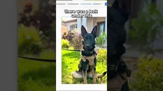Aspen the Mold Detection Dog Saves the Day!