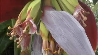 BANANA FLOWER. Te Rore. NZ