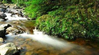 Relaxation of the sound of the gurgling of clear flowing river water