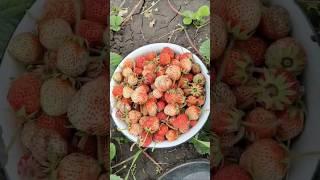 Клубника бурно растёт. Подписчики присылают с юга России #клубника #шортс #nature #fungi #дача #food