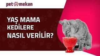 Kediler ve Yaş Mama: Bilinmesi Gerekenler! #KediMaması #YaşMama #KediBakımı #kedi #kediler