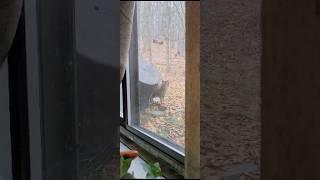 Lucy peers into the barn window, suspicious about what is going on in there