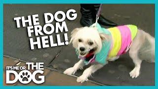 Vicious Tiny Dog From Hell  | Full Episode | It's Me or the Dog