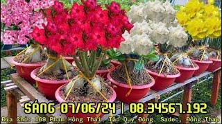 (SÁNG 07/06/24) SỨ GHÉP ĐẸP LH 0834567192