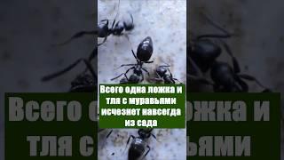 Всего одна ложка и тля с муравьями исчезнет навсегда из сада #огород #сад #дача #урожай