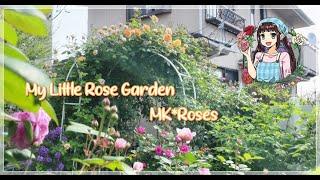 イングリッシュローズが次々に開花小さなお庭の香りローズガーデン | David Austin Roses In My Garden MK*Roses  Zone 8a