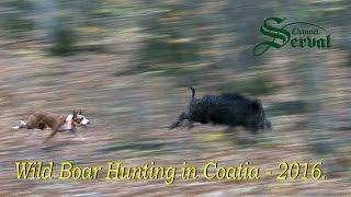 Wild Boar Hunting in Croatia 2016 - Drückjagd in Kroatien 2016