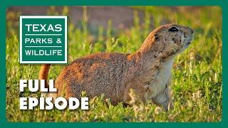 PBS Show - Prairie Dog Ranch & More