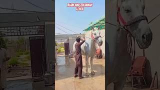 Zuljanah Tajali Badshah Wahcantt #zuljinahbadshah