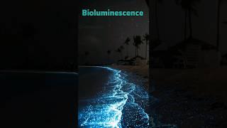 پدیده جذاب طبیعی موجودات زنده نور تولید میکنند| shorts #nature #fact#bioluminescence#