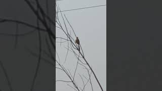 SWEET NATURE BIRD Sound Record by PRASANTA BIBEKANANDA MISHRA WORLD CHAMPION