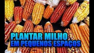 How to plant ancestral corn in the backyard - Brazilian survivalist channel