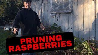 PRUNING RASPBERRIES FOR BIGGER YIELD AND HOW TO PROPAGATE MORE OF THEM AT THE SAME TIME