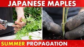 It's Japanese Maple Propagation Time! | Root Cuttings & Graft NOW