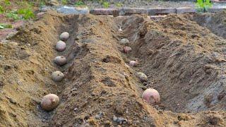 The Shocking Truth About Potato Planting! This Method Will Change the Way You Grow Potatoes Forever