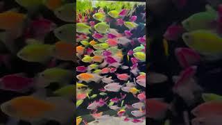 как вам эти рыбки #аквариум #mashabloom #машаблюм #aquarium #аквариумистика #aquascape #aqua