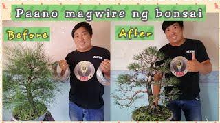 Paano mag wire ng bonsai/How to wire bonsai tree...