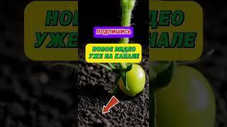 КАК ВЫРАСТИТЬ СОЧНЫЕ ТОМАТЫ #дача #огороднаподоконнике #огород #сад #garden #рецепт #diy