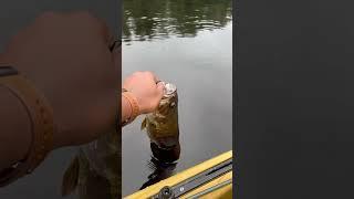 Chunky Smallmouth Bass Release. #beginnerfishing #bassfishing #finessefishing  #smallmouth #shorts