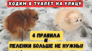 Как ШПИЦА Приучить к ТУАЛЕТУ НА УЛИЦЕ 100% Проверено!