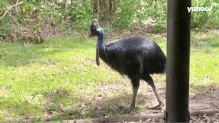 Moment ‘threatening’ 55kg-cassowary stalks residents in Queensland town | Yahoo Australia