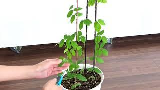 Butterfly Pea Plant Seedling Pruning