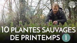 10 plantes sauvages à cueillir au début du printemps