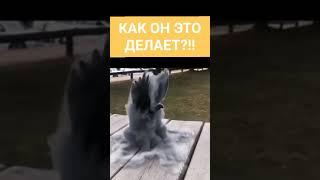 Самому интересно узнать:как он это делает?