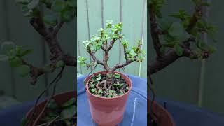 Tiny Jade Bonsai Defoliation and Wiring #short #shortsfeed #bonsia