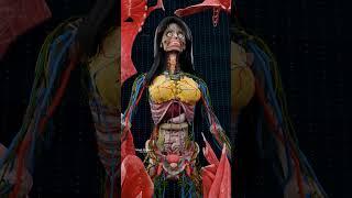 Complete Female Anatomy ️