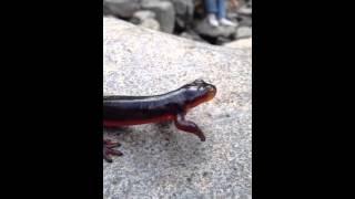 Red bellied newt