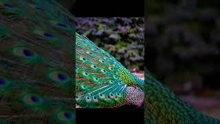 2022 peacock and 3000 bce animal world  //aw// short video