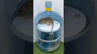 Homemade trap/World's Best Mouse Trap with Plastic Jar #rat